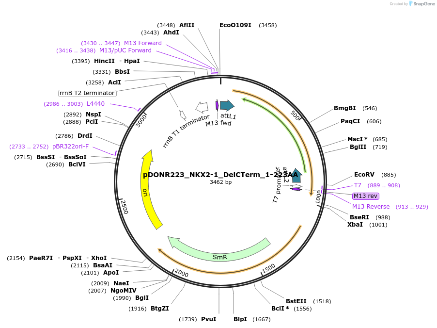221476-plasmid-map-sequence-id-442833