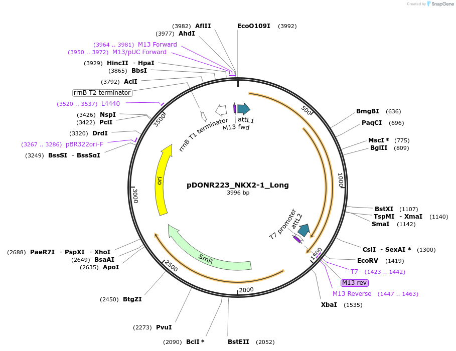 221471-plasmid-map-sequence-id-442834