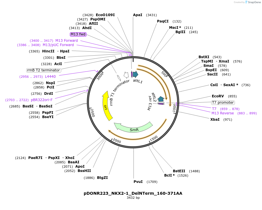 221475-plasmid-map-sequence-id-442836