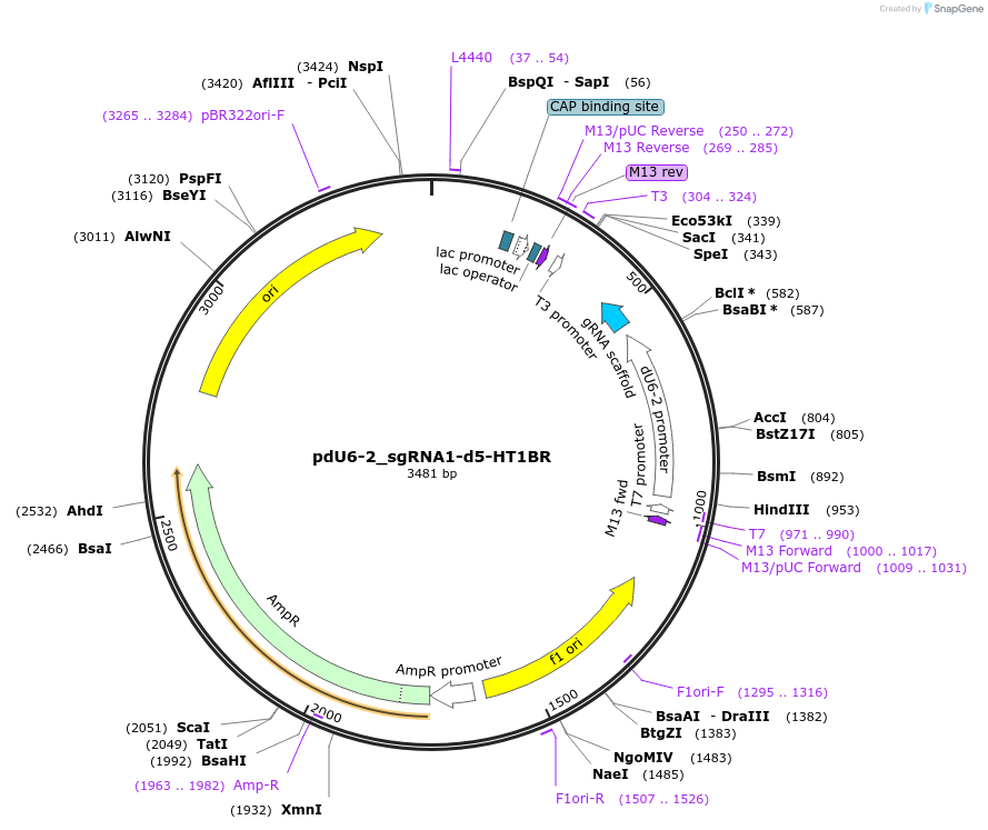 221821-plasmid-map-sequence-id-442845