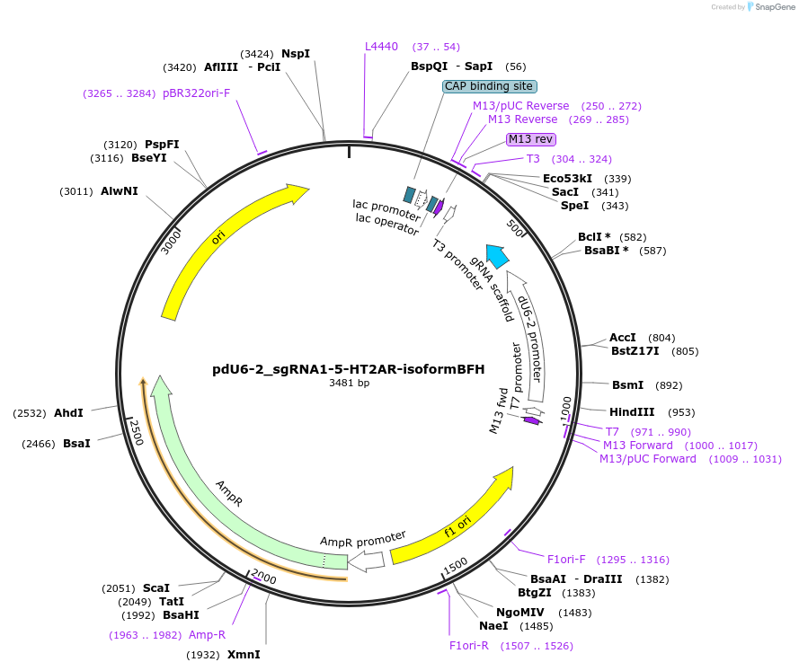 221825-plasmid-map-sequence-id-442849