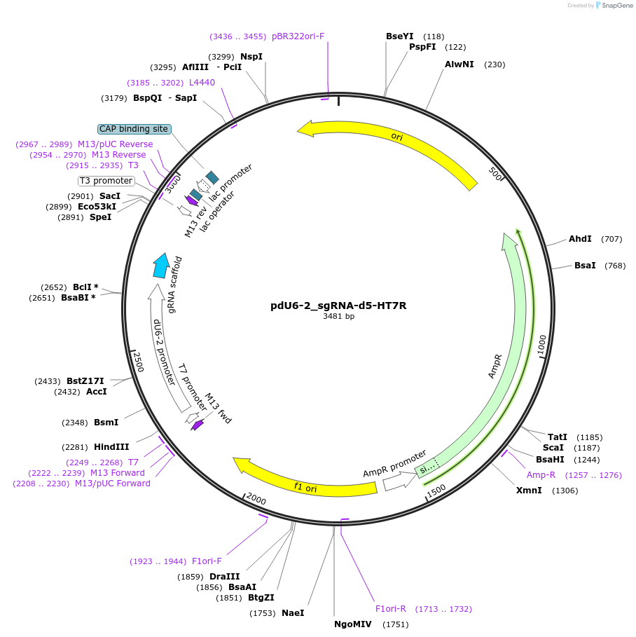 221829-plasmid-map-sequence-id-442853
