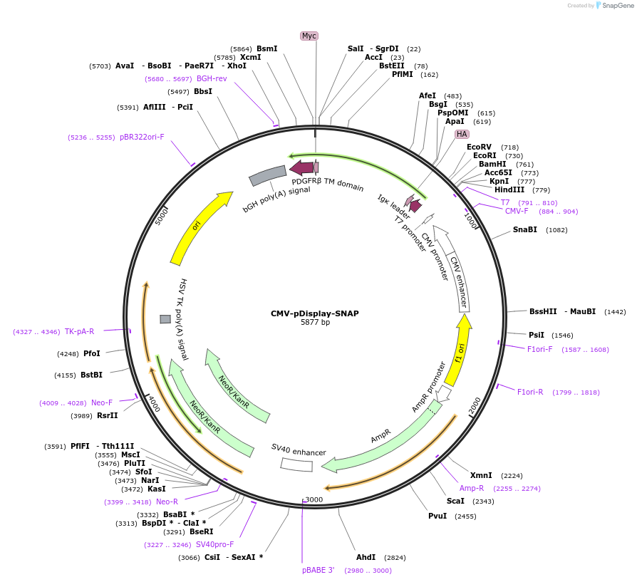 223495-plasmid-map-sequence-id-442861