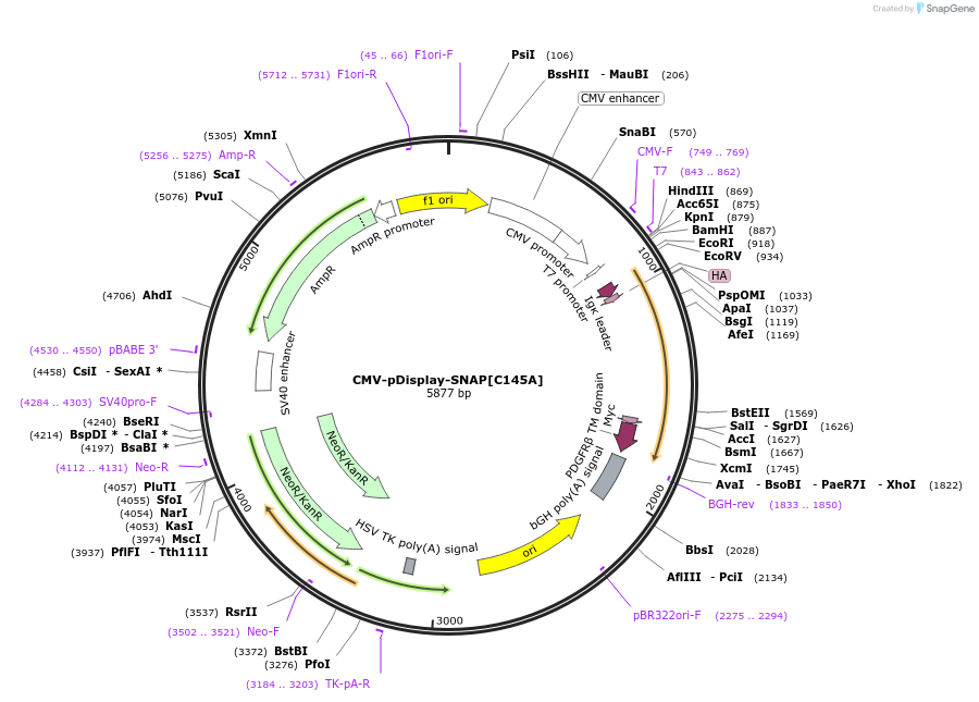 223496-plasmid-map-sequence-id-442862