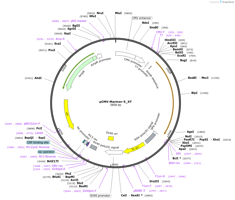 217160-plasmid-map-sequence-id-442864