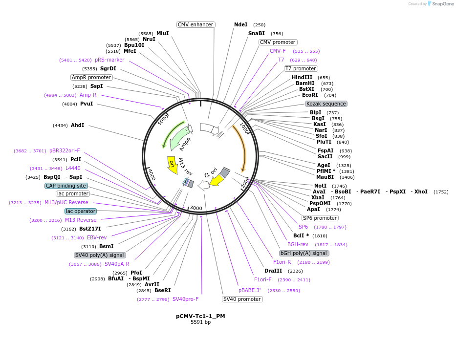 217143-plasmid-map-sequence-id-442867