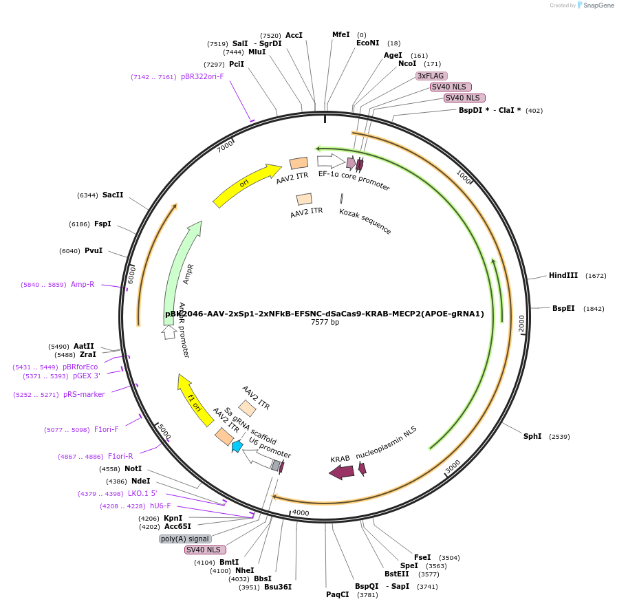 223166-plasmid-map-sequence-id-442868