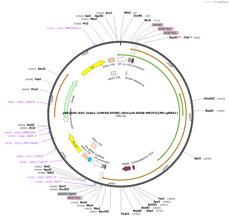223165-plasmid-map-sequence-id-442869