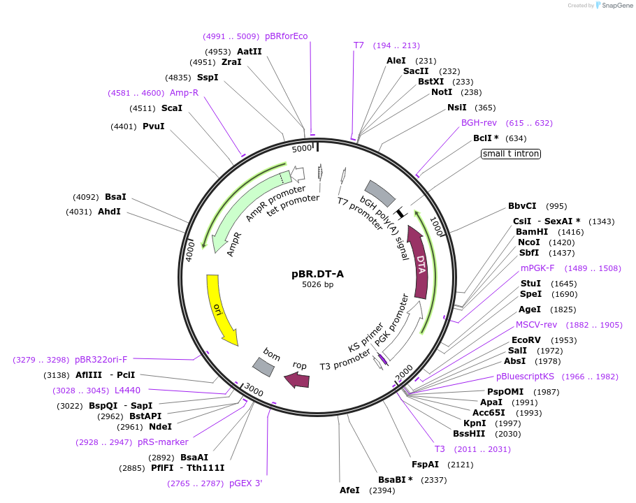 35955-plasmid-map-sequence-id-44287