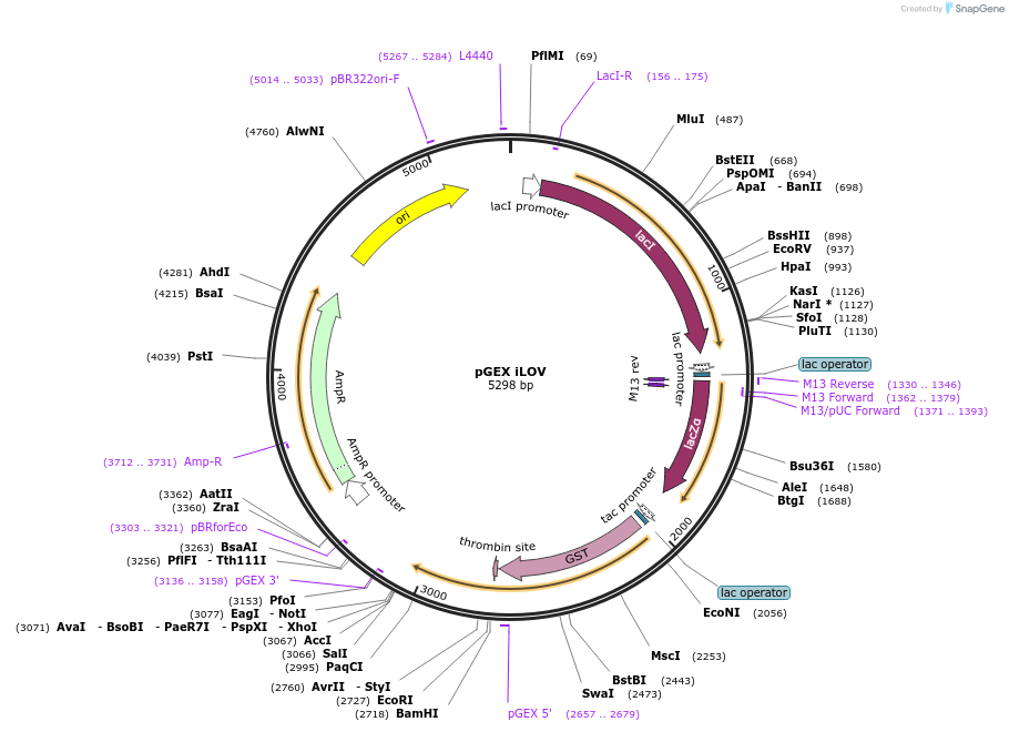 26587-plasmid-map-sequence-id-442880