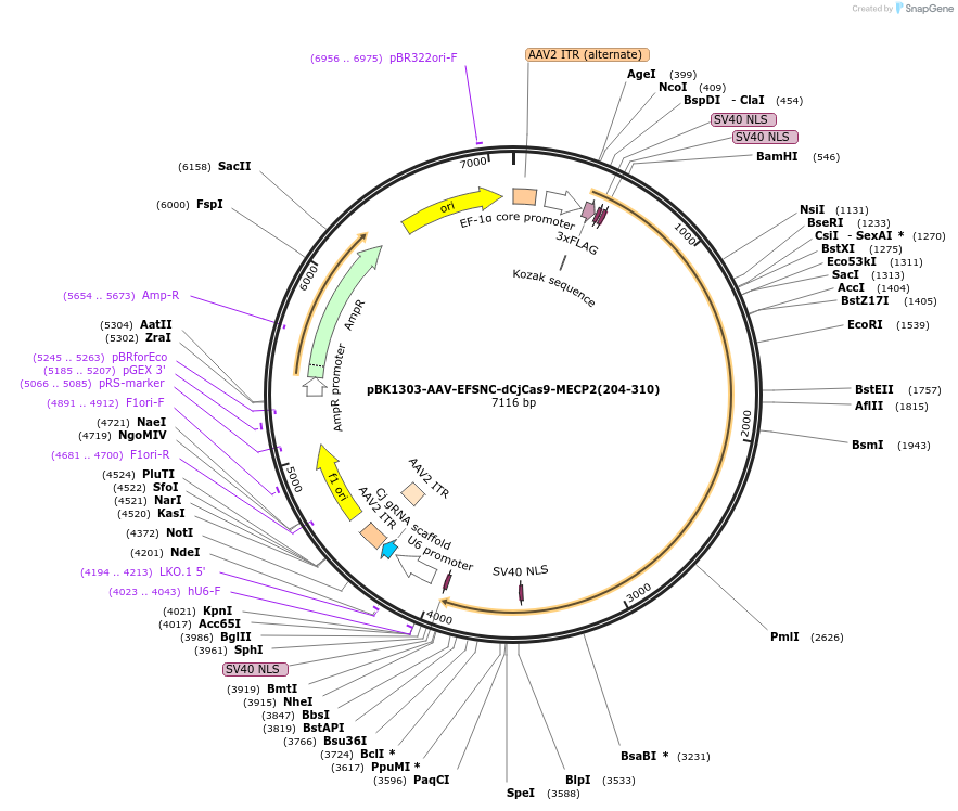 223148-plasmid-map-sequence-id-442897