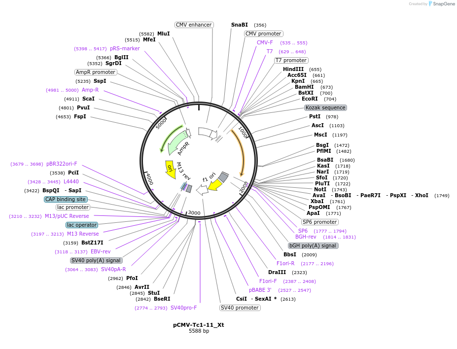 217150-plasmid-map-sequence-id-442901