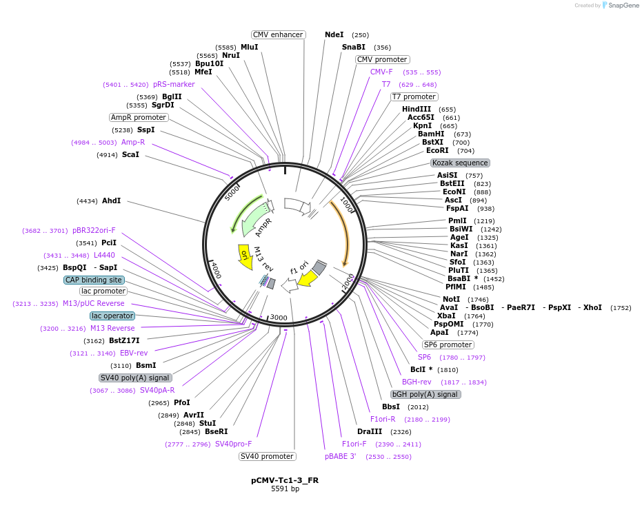 217130-plasmid-map-sequence-id-442902