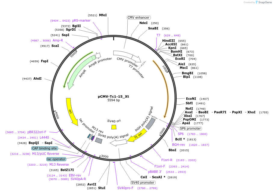 217155-plasmid-map-sequence-id-442903
