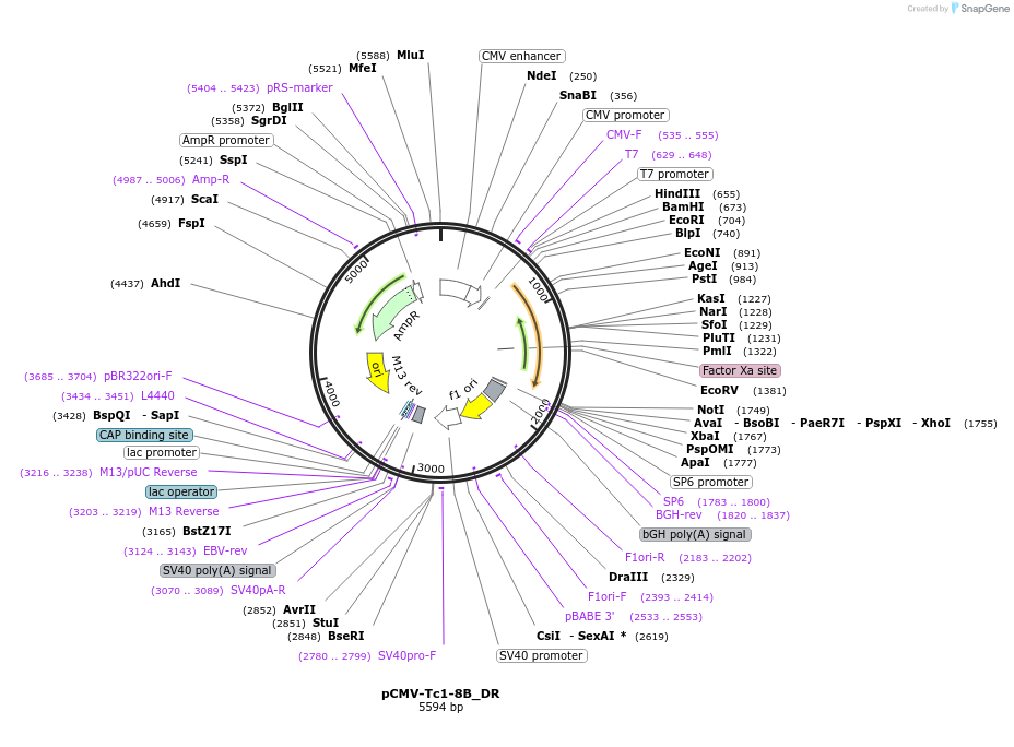 217117-plasmid-map-sequence-id-442904