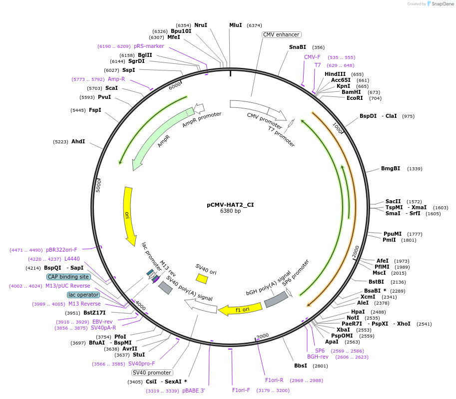 217107-plasmid-map-sequence-id-442907