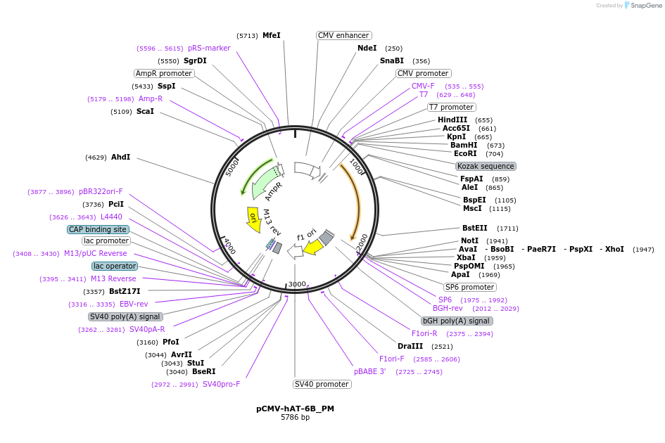 217142-plasmid-map-sequence-id-442914