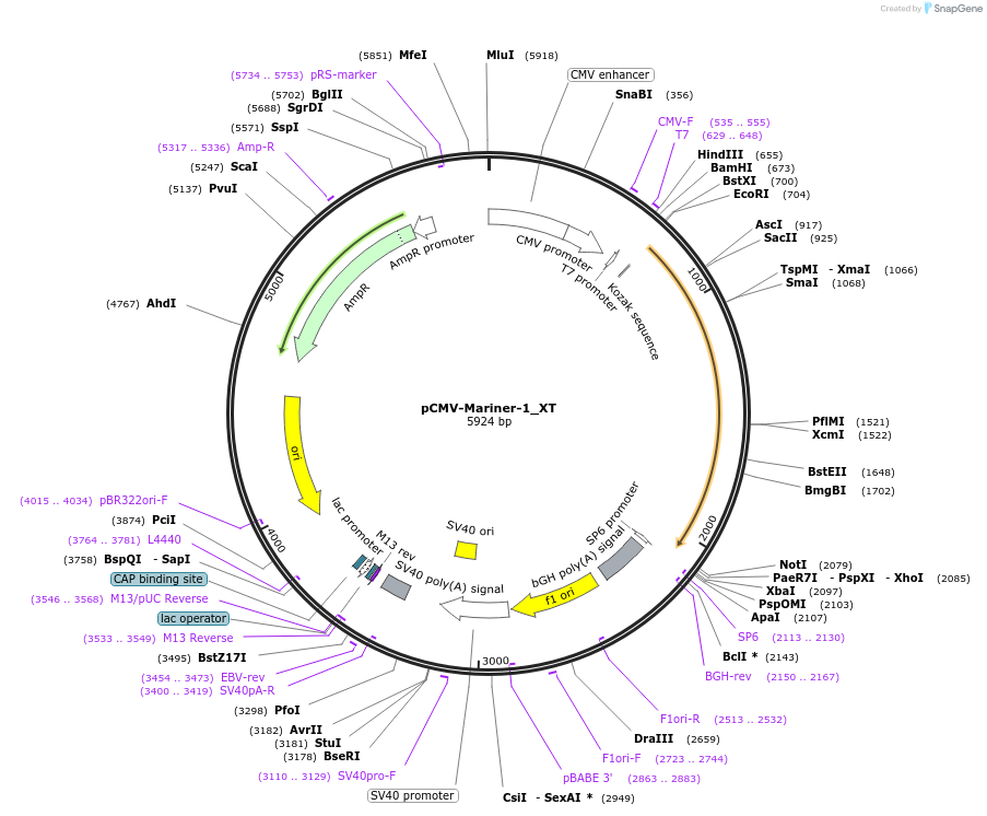 217138-plasmid-map-sequence-id-442916