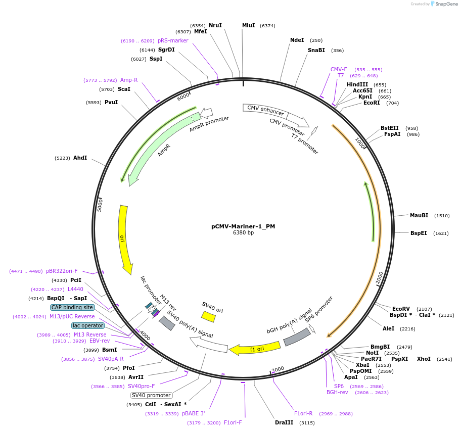 217127-plasmid-map-sequence-id-442917