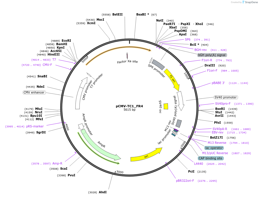 217148-plasmid-map-sequence-id-442919
