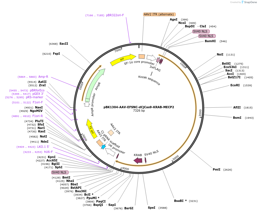 223149-plasmid-map-sequence-id-442926