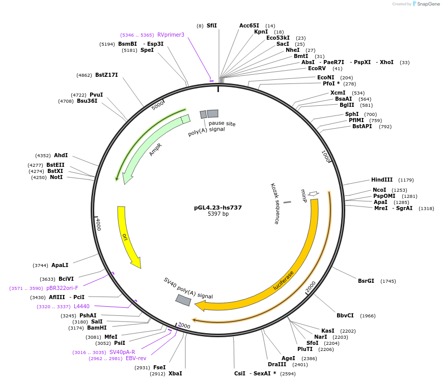 222472-plasmid-map-sequence-id-442949