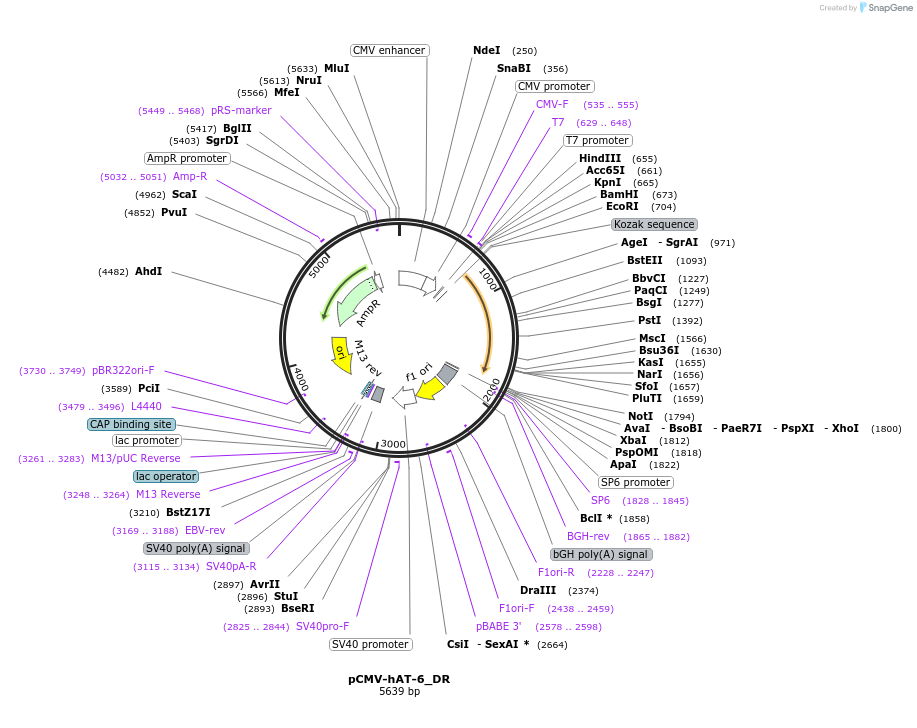 217109-plasmid-map-sequence-id-442956
