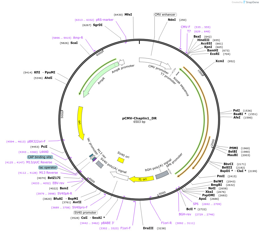 217110-plasmid-map-sequence-id-442957