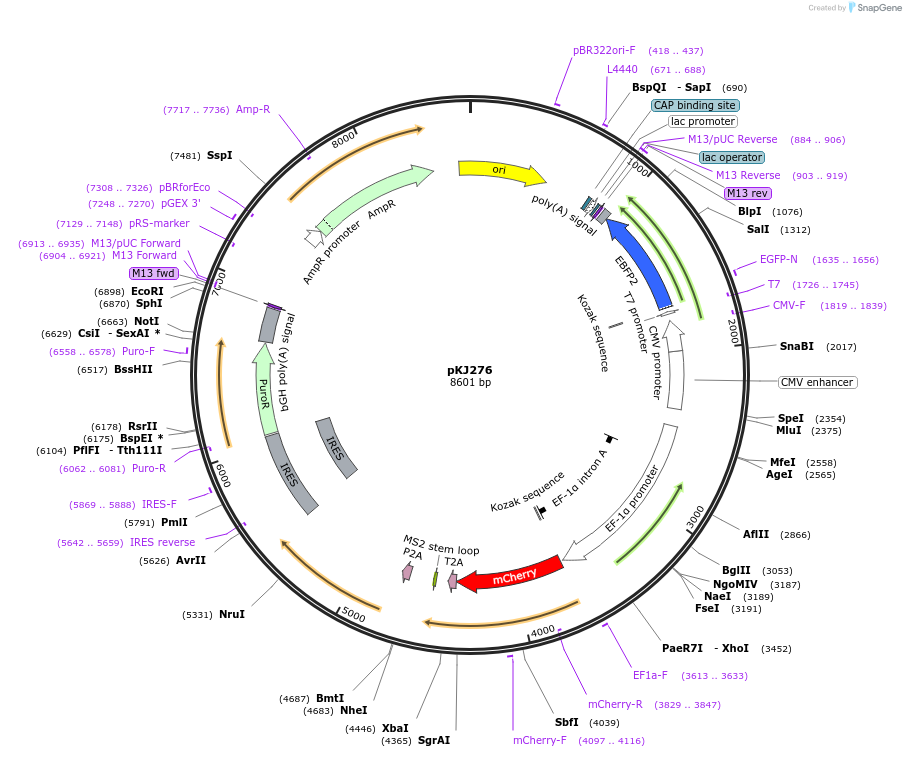 217490-plasmid-map-sequence-id-442960