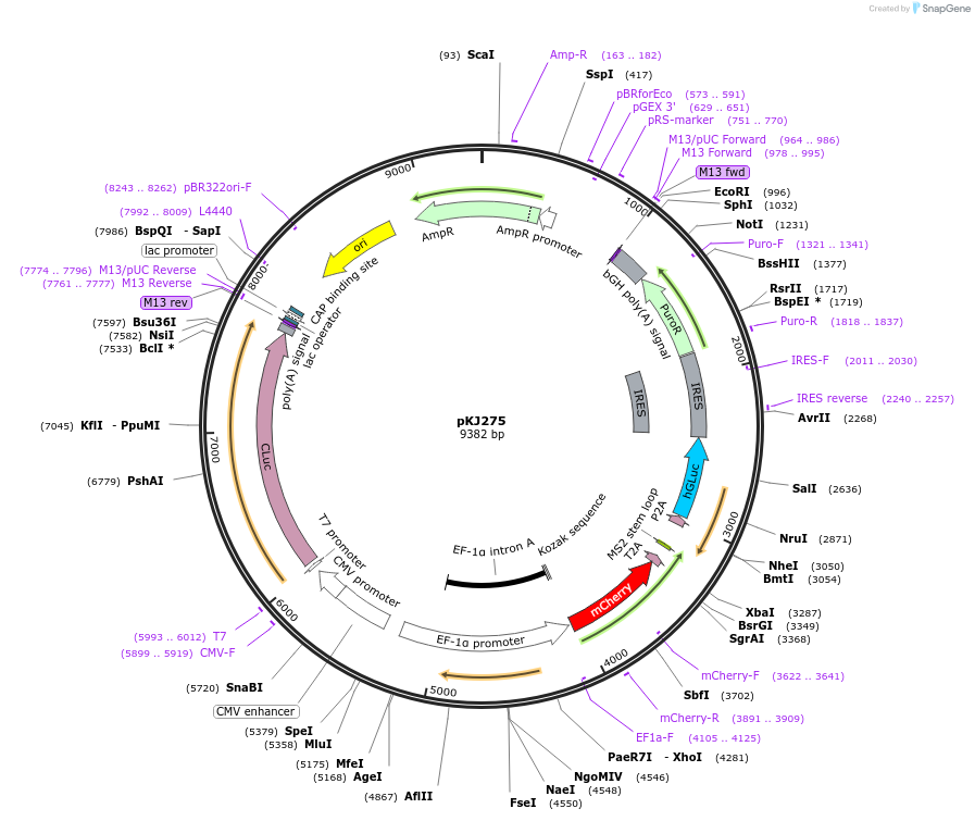 217491-plasmid-map-sequence-id-442962