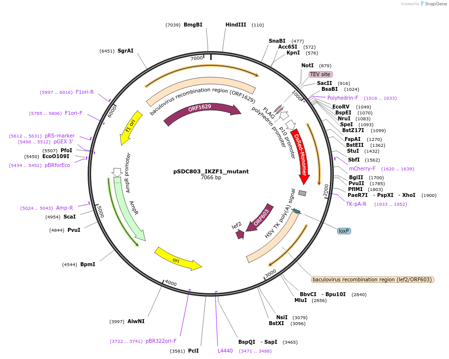 224113-plasmid-map-sequence-id-442981