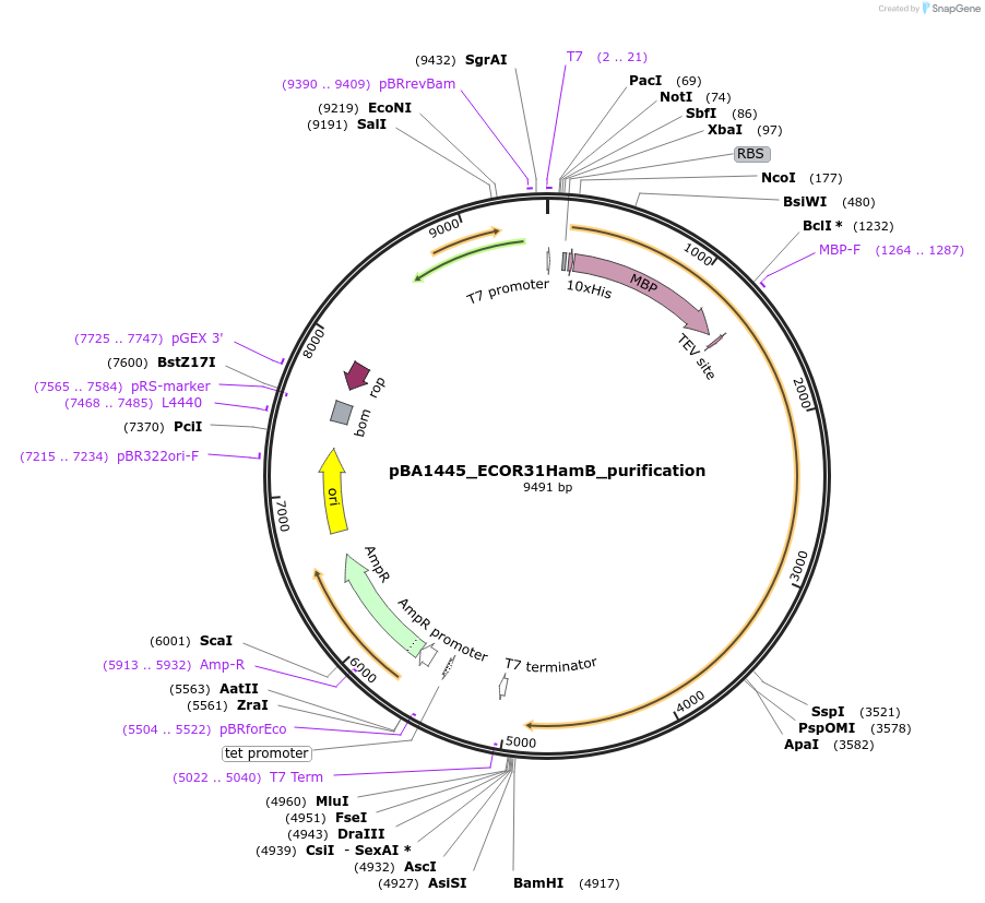 223370-plasmid-map-sequence-id-442983