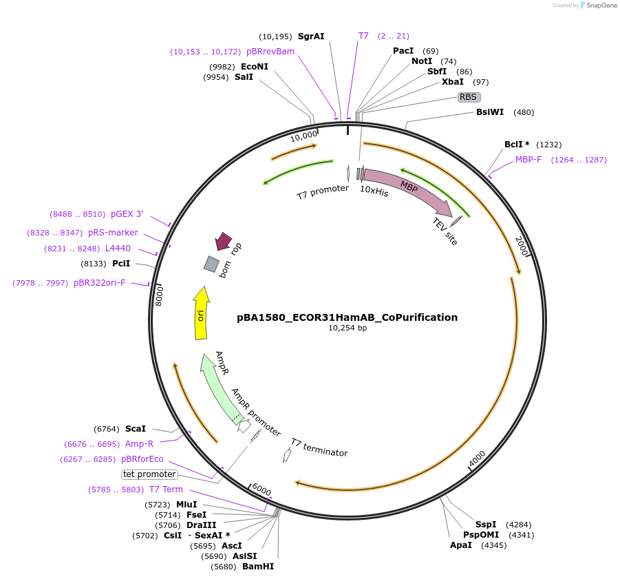 223371-plasmid-map-sequence-id-442989