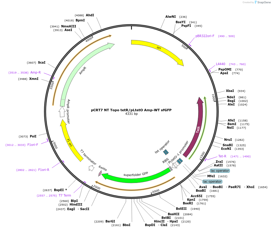 52053-plasmid-map-sequence-id-442992