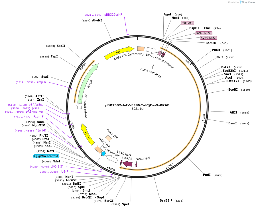 223147-plasmid-map-sequence-id-442993