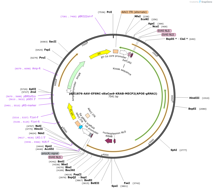 223162-plasmid-map-sequence-id-442997