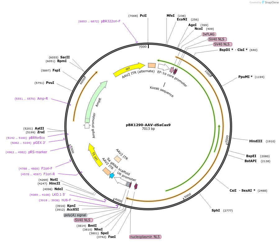 223139-plasmid-map-sequence-id-442998