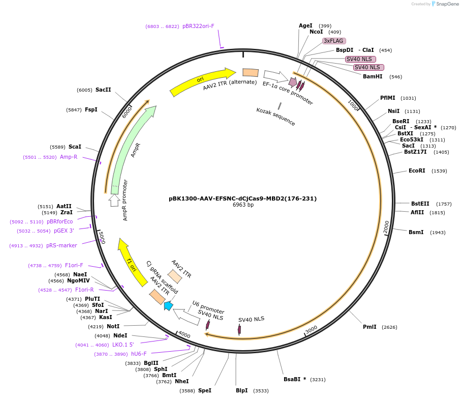 223145-plasmid-map-sequence-id-443001