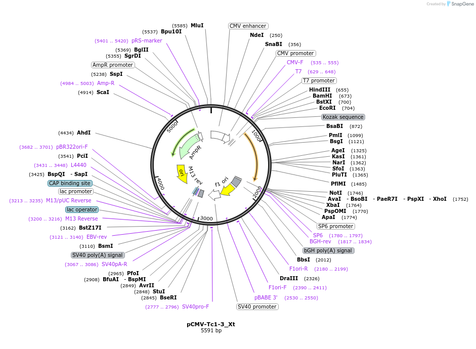 217126-plasmid-map-sequence-id-443015