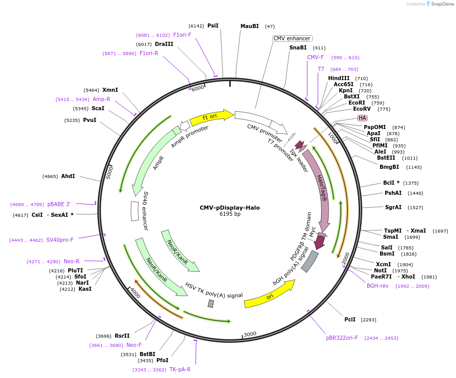 223497-plasmid-map-sequence-id-443019