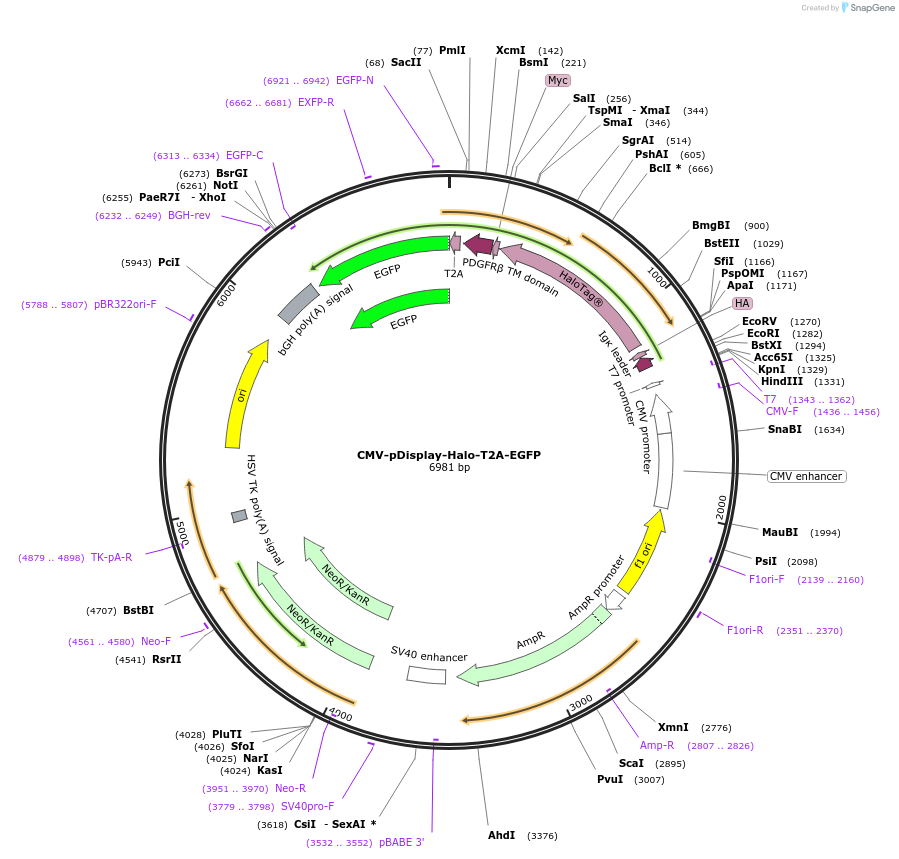 223498-plasmid-map-sequence-id-443020