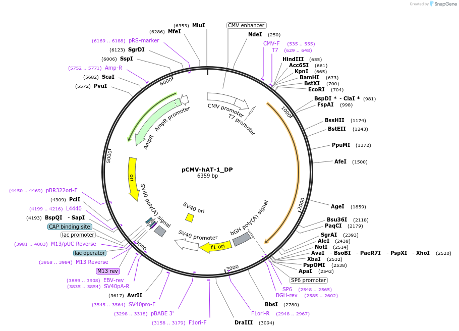 217134-plasmid-map-sequence-id-443032