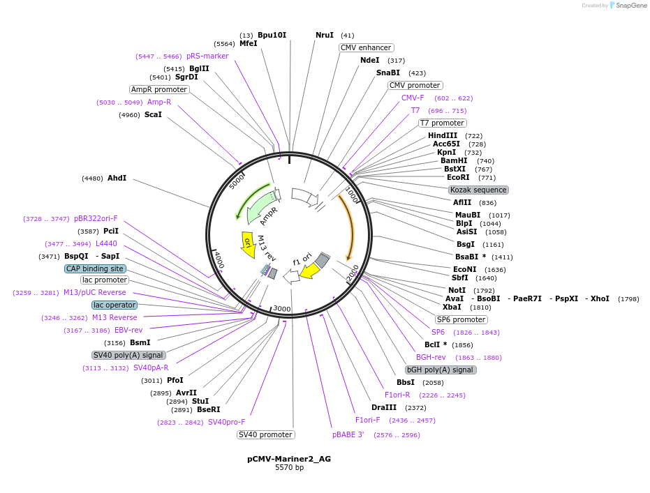 217135-plasmid-map-sequence-id-443033