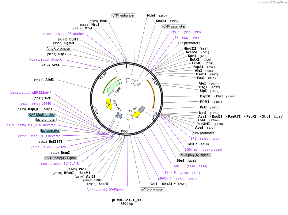 217136-plasmid-map-sequence-id-443034