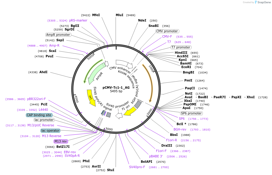 217137-plasmid-map-sequence-id-443035