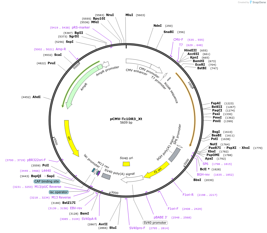 217139-plasmid-map-sequence-id-443036