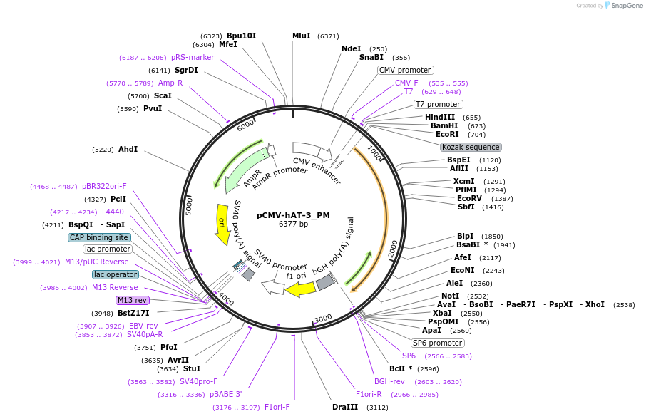 217141-plasmid-map-sequence-id-443037
