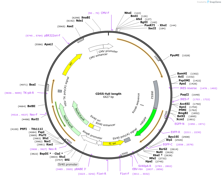 220874-plasmid-map-sequence-id-443039