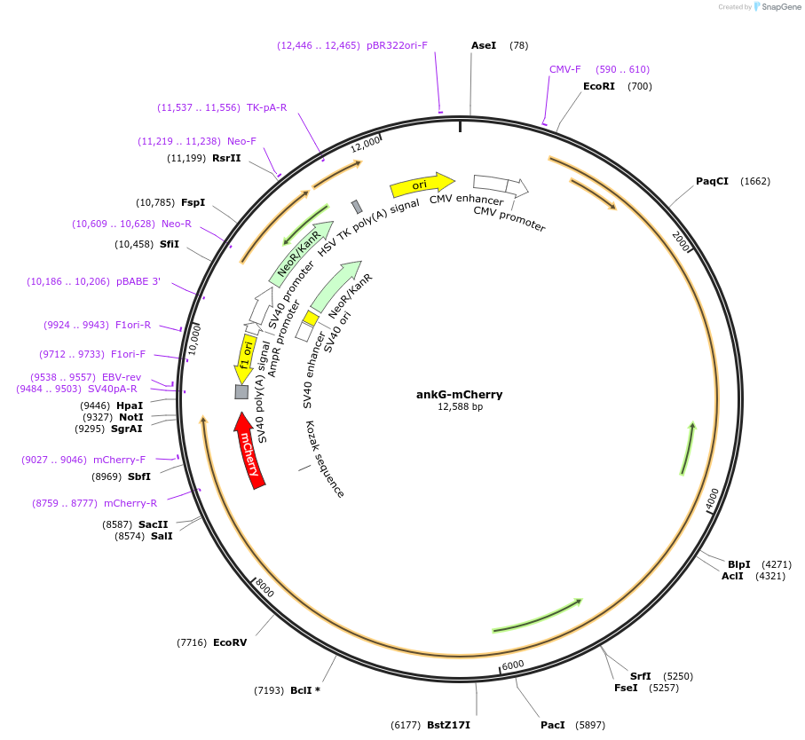 42566-plasmid-map-sequence-id-443040