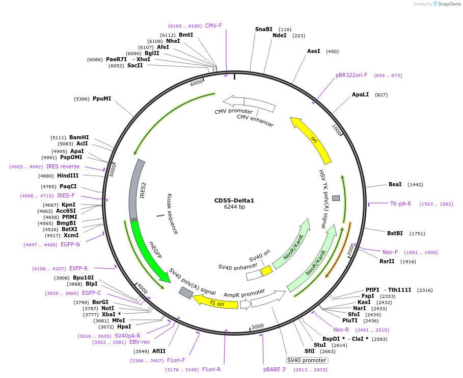 220870-plasmid-map-sequence-id-443041